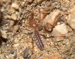Eremobatidae