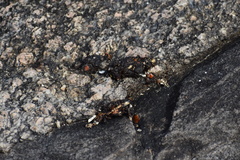 Mammalia