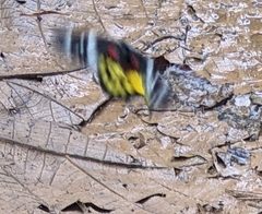 Delias pasithoe
