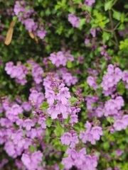 Prostanthera melissifolia