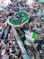 Gloeophyllum odoratum