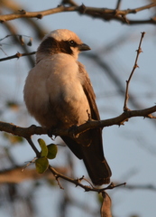 Eurocephalus anguitimens