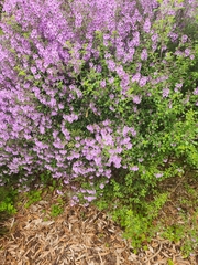 Prostanthera melissifolia