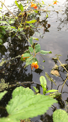 Impatiens capensis