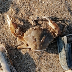 Liocarcinus vernalis