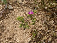 Lampranthus