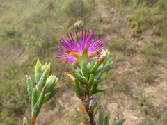 Lampranthus