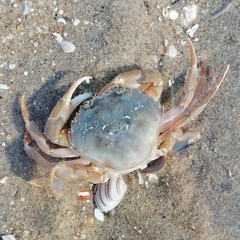 Liocarcinus holsatus