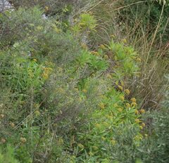 Bupleurum fruticosum