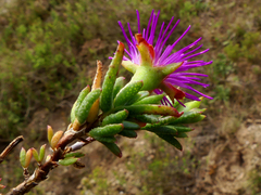 Lampranthus
