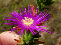 Lampranthus