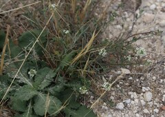 Lobularia maritima