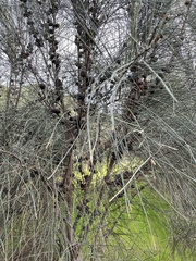 Allocasuarina muelleriana