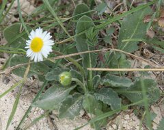 Bellis sylvestris