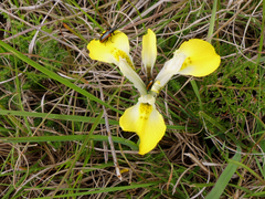 Moraea ciliata