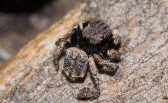 Maratus vespertilio