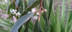 Eucalyptus sieberi