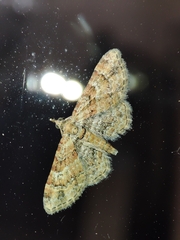 Gymnoscelis rufifasciata