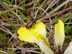 Neoeutrapela