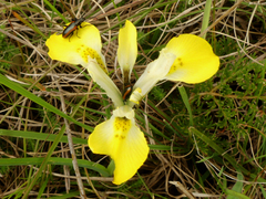 Moraea ciliata