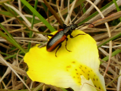 Neoeutrapela