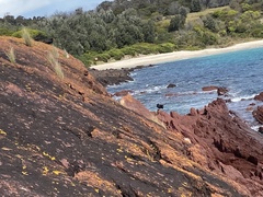 Haematopus fuliginosus