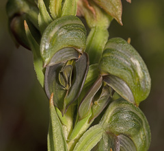 Pterostylis sanguinea
