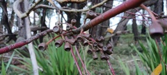 Eucalyptus sieberi