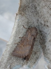 Aporophyla lutulenta