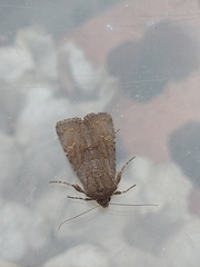 Aporophyla lutulenta