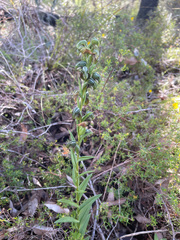 Pterostylis sanguinea
