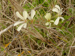 Pelargonium alchemilloides