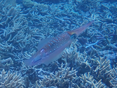 Sepioteuthis lessoniana