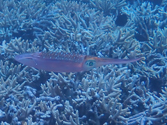 Sepioteuthis lessoniana