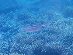Sepioteuthis lessoniana