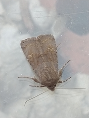 Aporophyla lutulenta