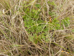 Pelargonium alchemilloides