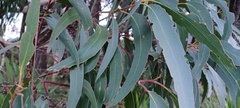Eucalyptus sieberi