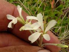 Pelargonium alchemilloides