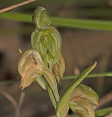 Pterostylis sanguinea
