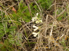 Pelargonium alchemilloides