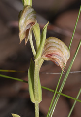 Pterostylis sanguinea