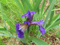 Iris setosa