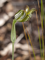 Pterostylis recurva