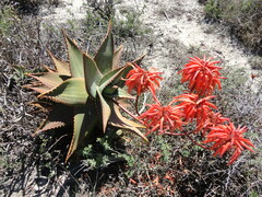Aloe perfoliata