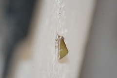 Neumoegenia coronides