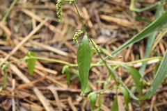 Persicaria lapathifolia
