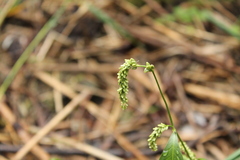 Persicaria lapathifolia
