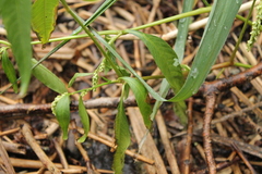 Persicaria lapathifolia