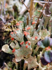 Cladonia pleurota